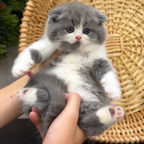 Scottish Fold