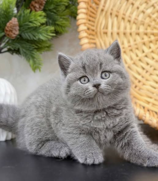 British Shorthair
