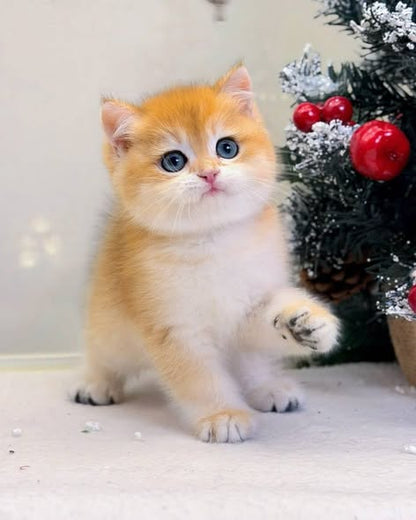 Munchkin