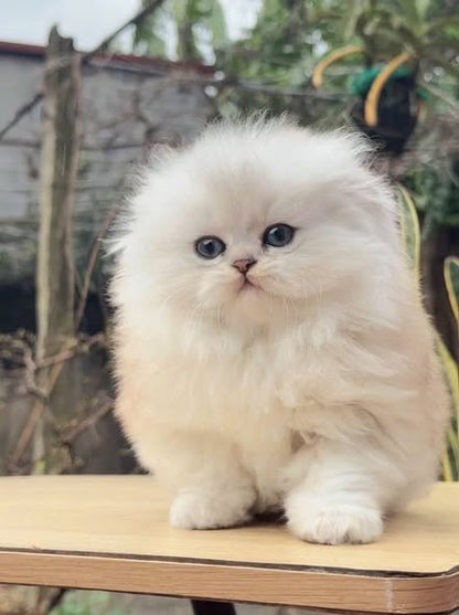 Scottish Fold Longhair