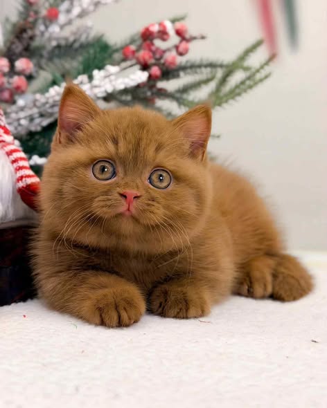 Munchkin