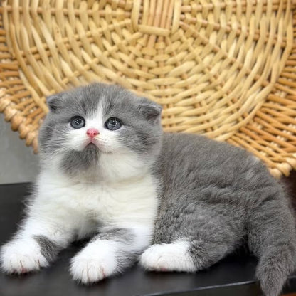 Scottish Fold