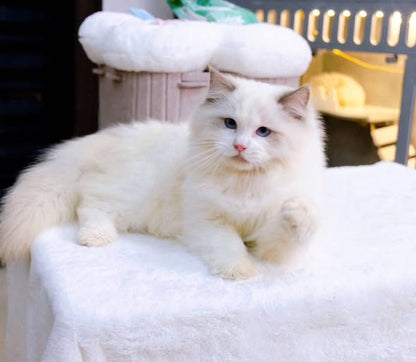 Ragdoll