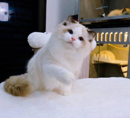 Ragdoll