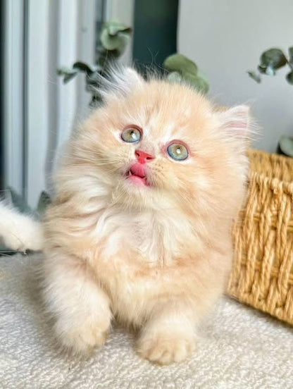 Munchkin Longhair