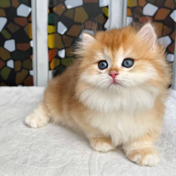 Munchkin Longhair