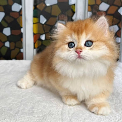 Munchkin Longhair