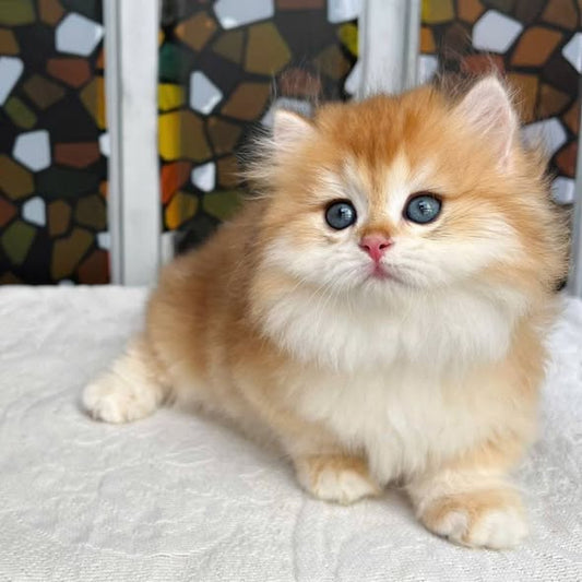 Munchkin Longhair