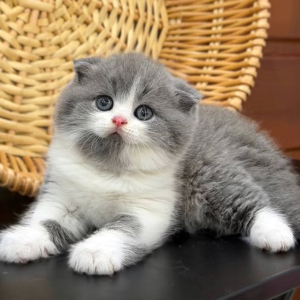 Scottish Fold