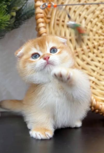 Munchkin Fold