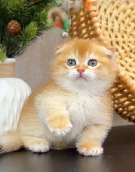 Munchkin Fold