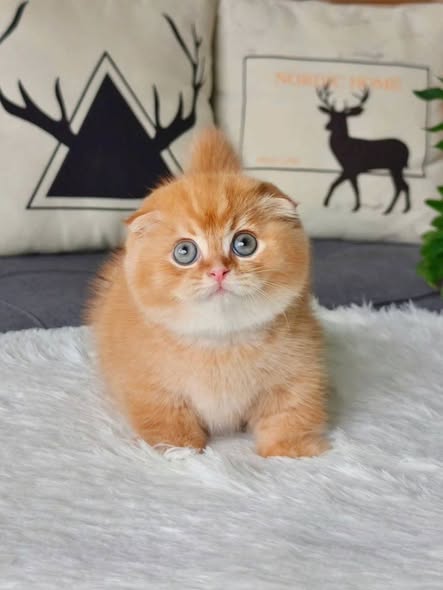 Munchkin Fold