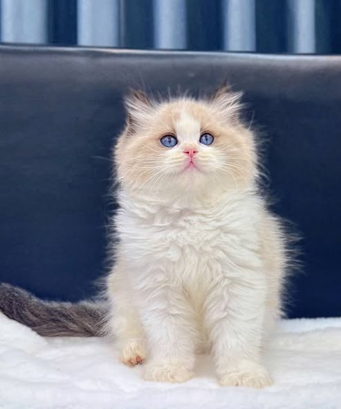 Ragdoll