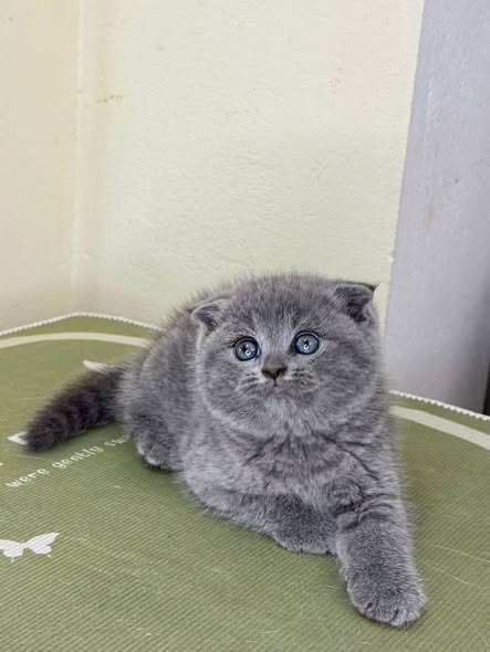 Scottish Fold