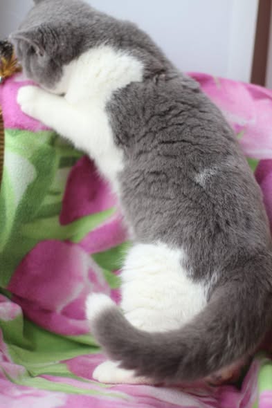 British Shorthair