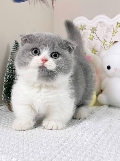 Munchkin Fold