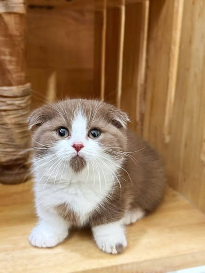 Munchkin Fold