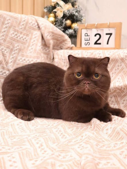 Munchkin Fold