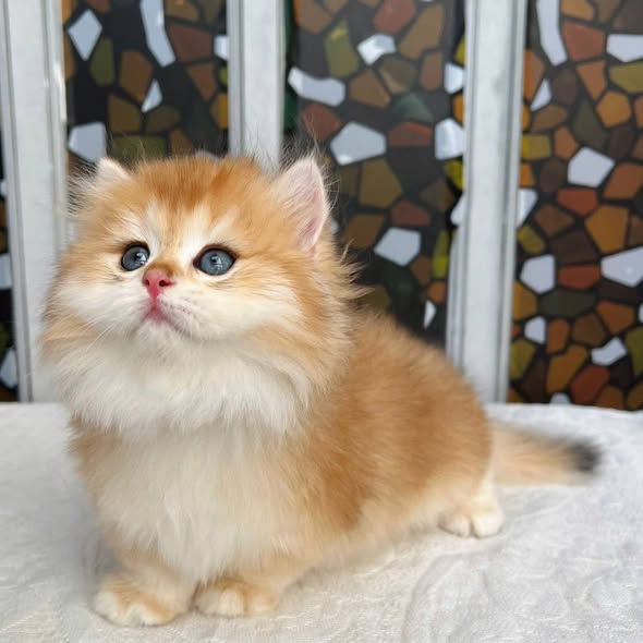 Munchkin Longhair