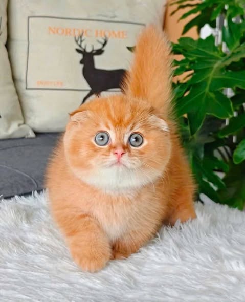 Munchkin Fold