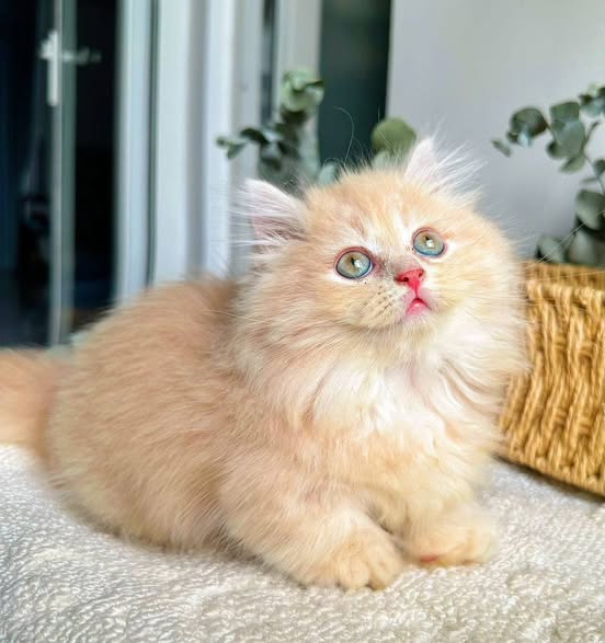 Munchkin Longhair