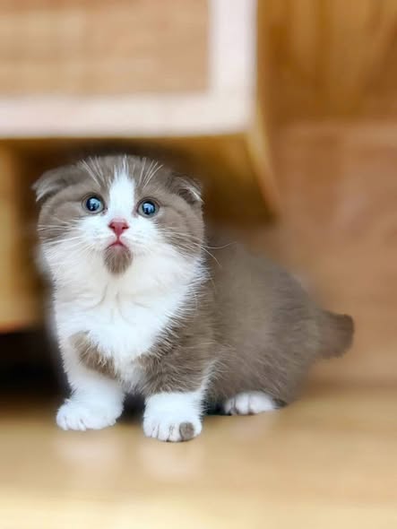 Munchkin Fold