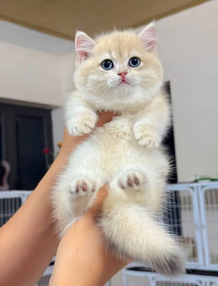 Munchkin