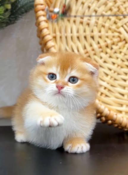 Munchkin Fold