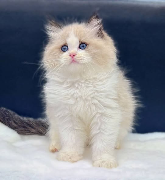 Ragdoll