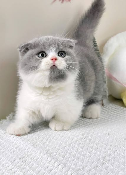 Munchkin Fold