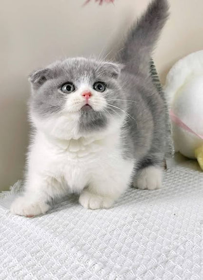 Munchkin Fold