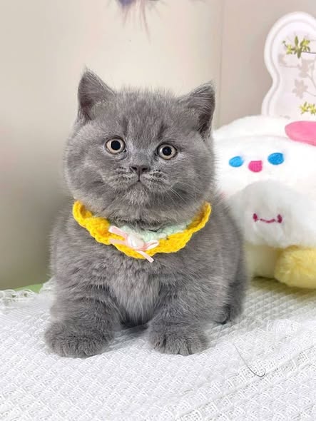 Munchkin