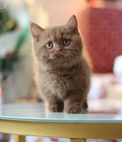 Munchkin