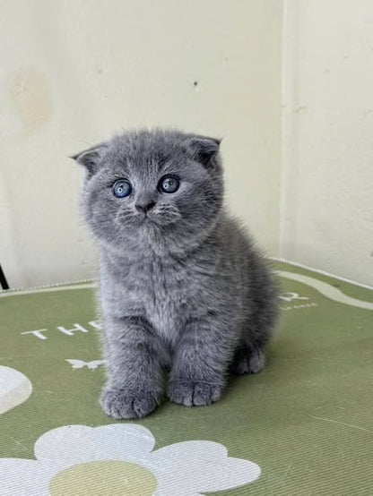 Scottish Fold
