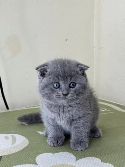 Scottish Fold