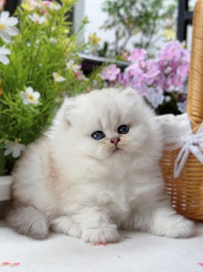 British Longhair