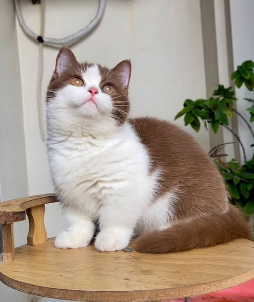 Munchkin