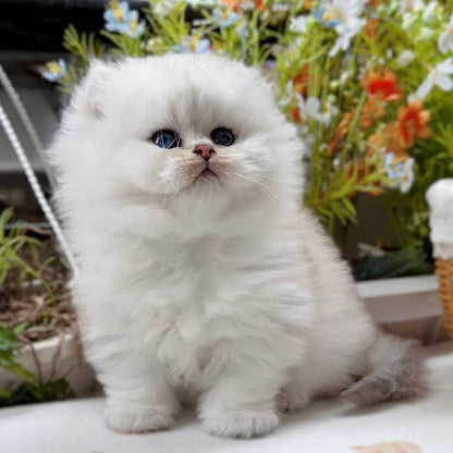 British Longhair