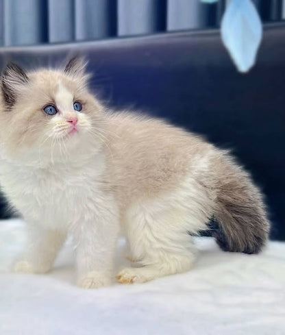 Ragdoll