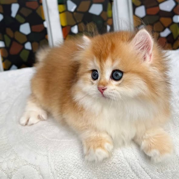 Munchkin Longhair