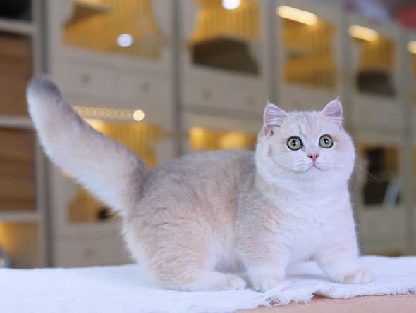 Munchkin