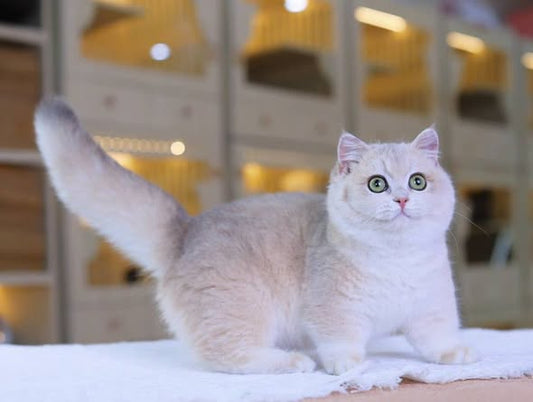 Munchkin