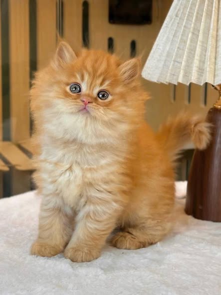 British Longhair