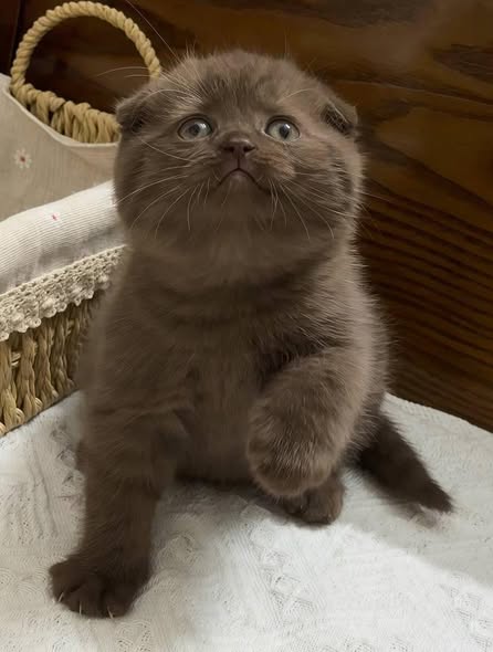 Scottish Fold