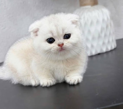 Munchkin Fold