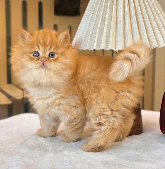 British Longhair