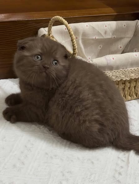 Scottish Fold