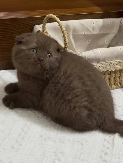 Scottish Fold