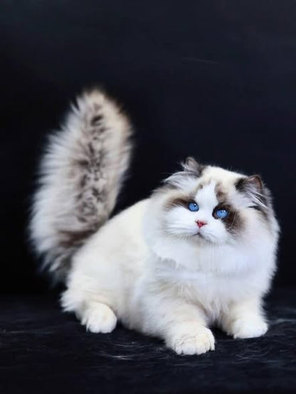 Ragdoll