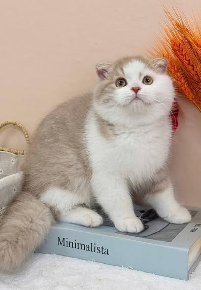 Scottish Fold